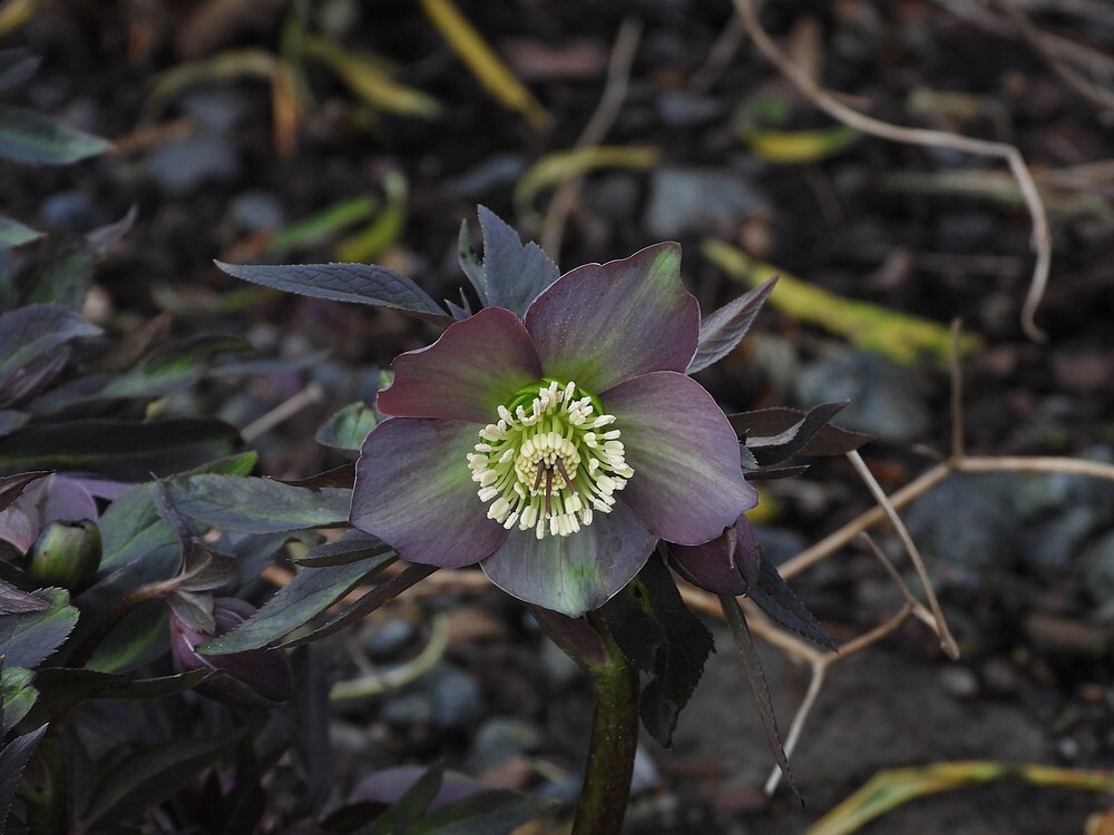 nieskruidbotanischetuinenutrecht12022024