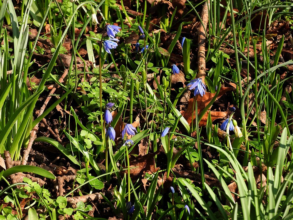 oostersesterhyacintstinzenhellingbotanischetuinenutrecht27022024
