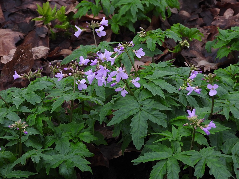 cardaminequinquefoliarotstuinbotanischetuinenutrecht19022024