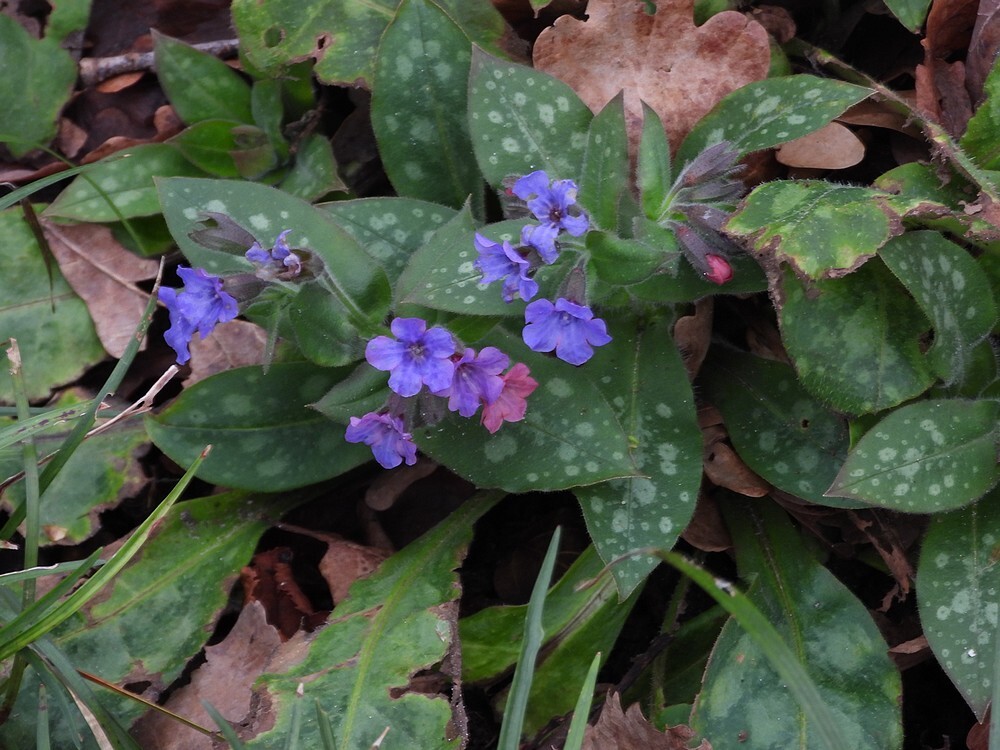 pulmonarivallarseasubspapenninarotstuinbotanischetuinenutrecht19022024