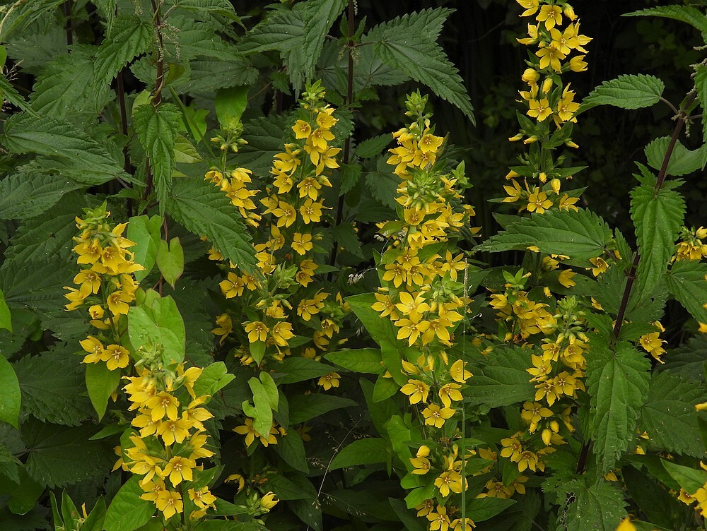 puntwederikinsectenweidebotanischetuinenutrecht15062024