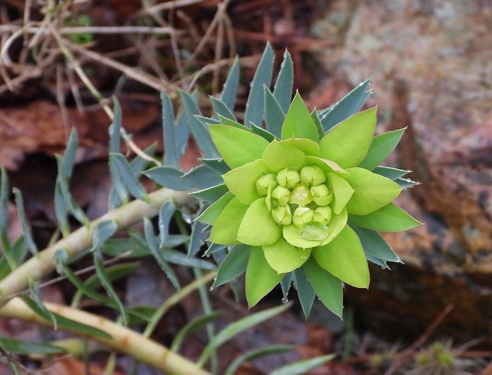 rechtopstaandemirtewolsmelkbotanischetuinen16022024