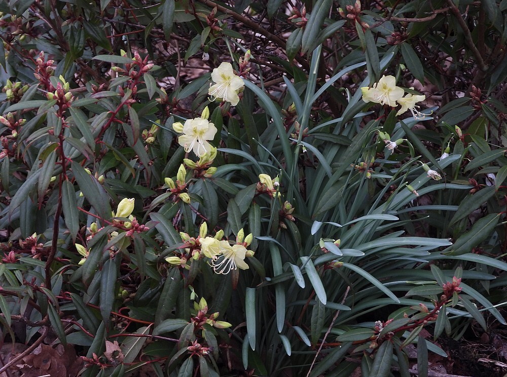 rhododendronlutescensontdektuinbotaniischetuinenutrecht23022024