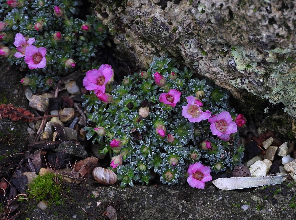 saxifragalongifoliaalpenkasbotanischetuinenutrecht19022024