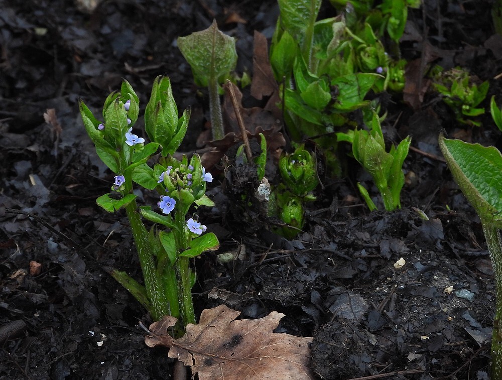 vergeetmijnietjeontdektuinbotanischetuinenutrecht19022024