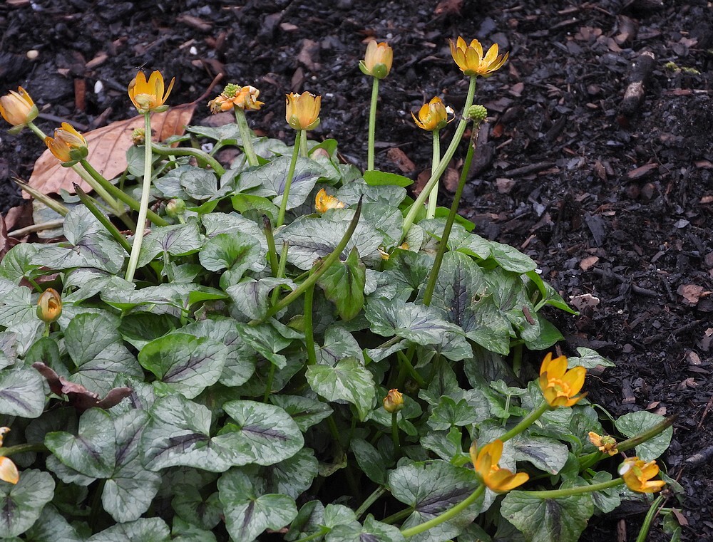 speenkruidorangevormbotanischetuinenutrecht13022024