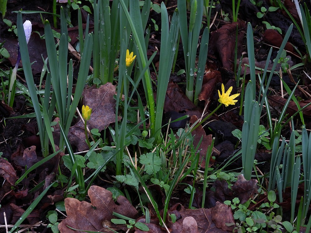 speenkruidstinzenhellingbotanischetuinenutrecht15022024