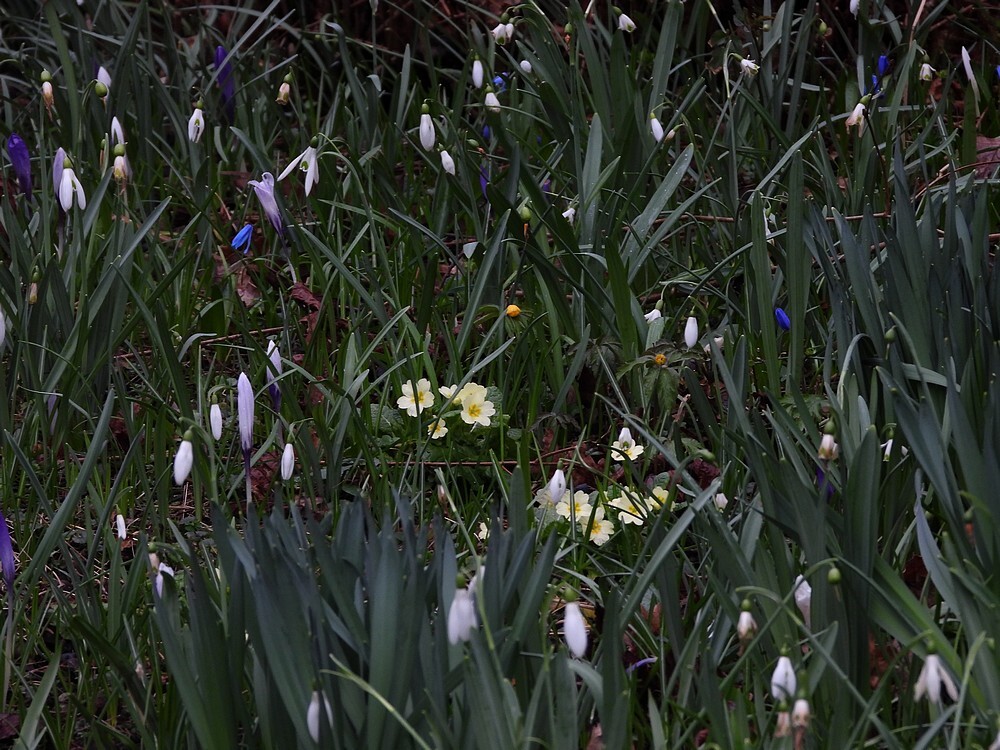stengellozesleutelbloemstinzenhellingbotanischetuinenutrecht23022024 2