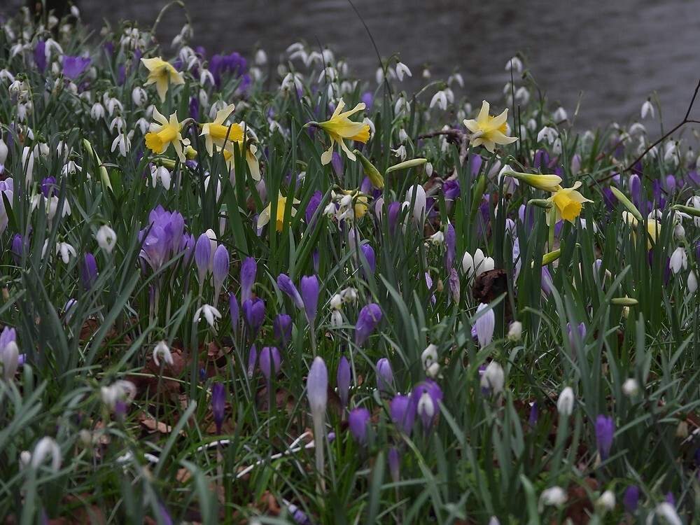 stinzenhellingbotanischetuinenutrecht19022024