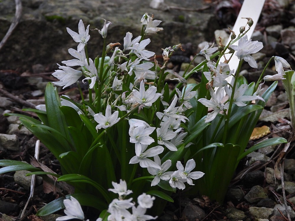 scillamischtschenkoanarotstuinbotanischetuinmenutrecht23022024