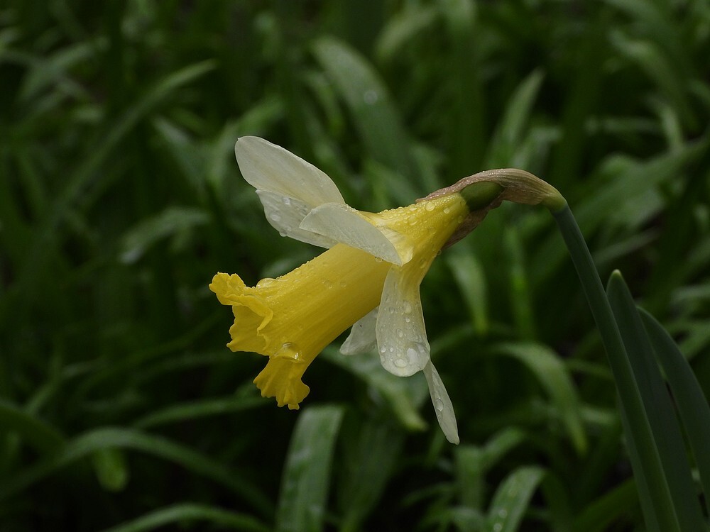 trompetnarcisesoudeevolutietuinbotanischetuinenutrecht20022024