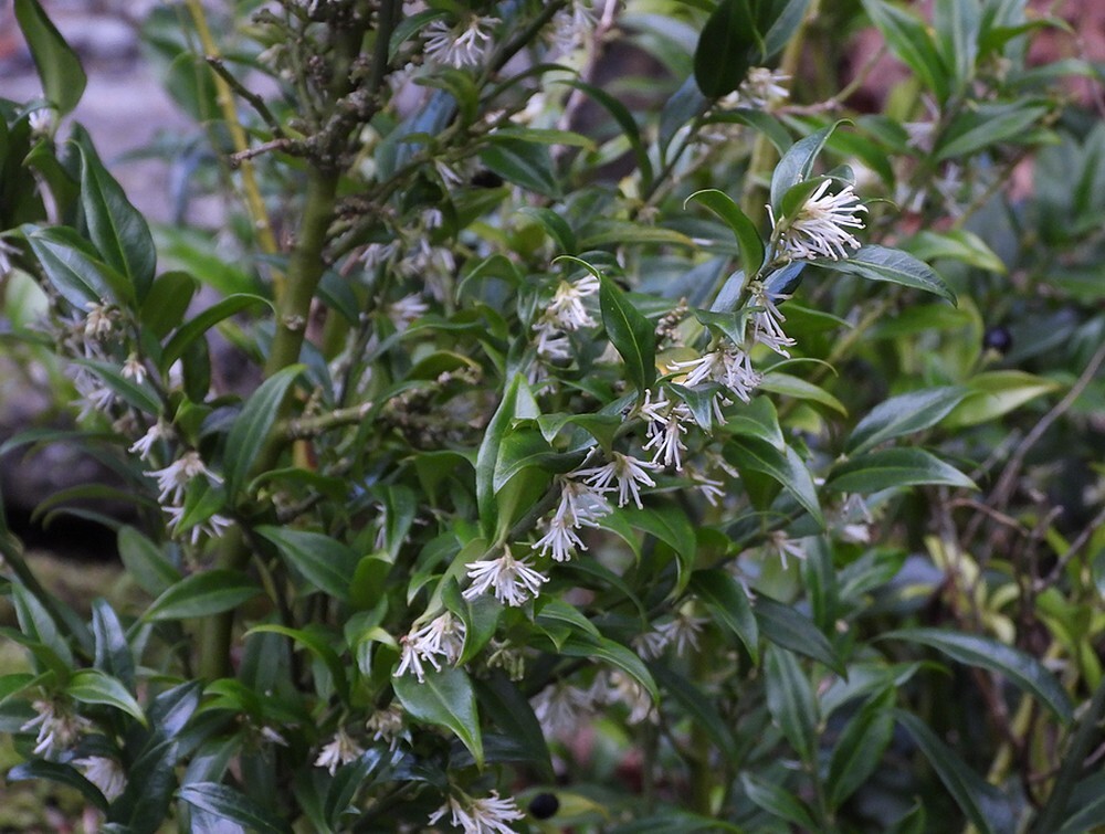 vleesbesbotanischetuinenutrecht05022024