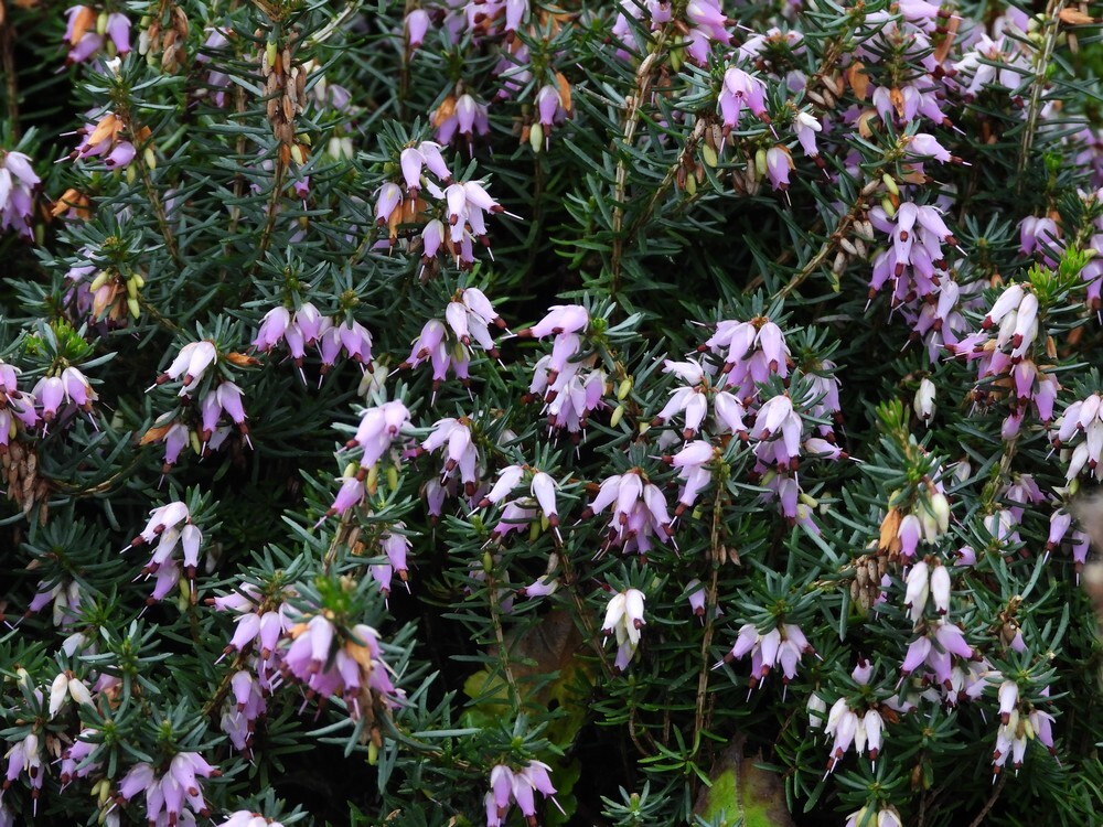 vleeskleurigedopheiderotstuinbotanischetuinenutrecht23022024