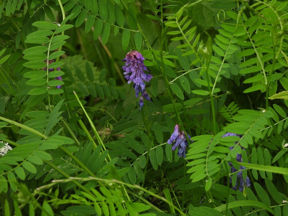 vogelwikkeinsectenweidebotanischetuinenutrecht08062024