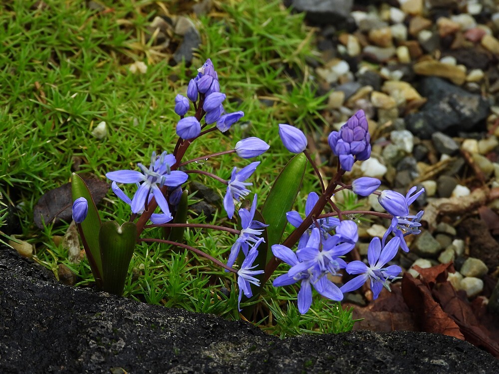 scillarotstuinbotanischetuinenutrecht19022024