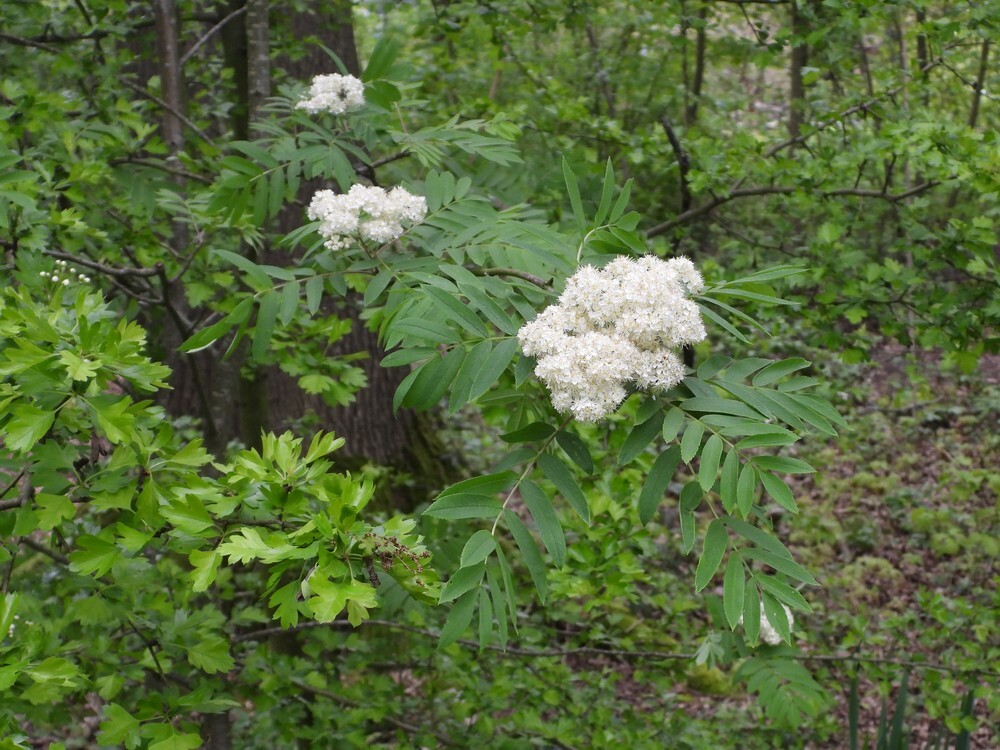 wildelijsterbesbuitenfortbotanischetuinen18042024