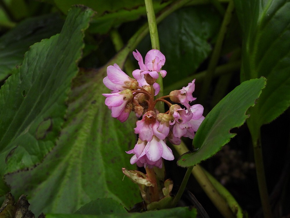 winterbegoniaolifantenorenbotanischetuinenutrecht09022024