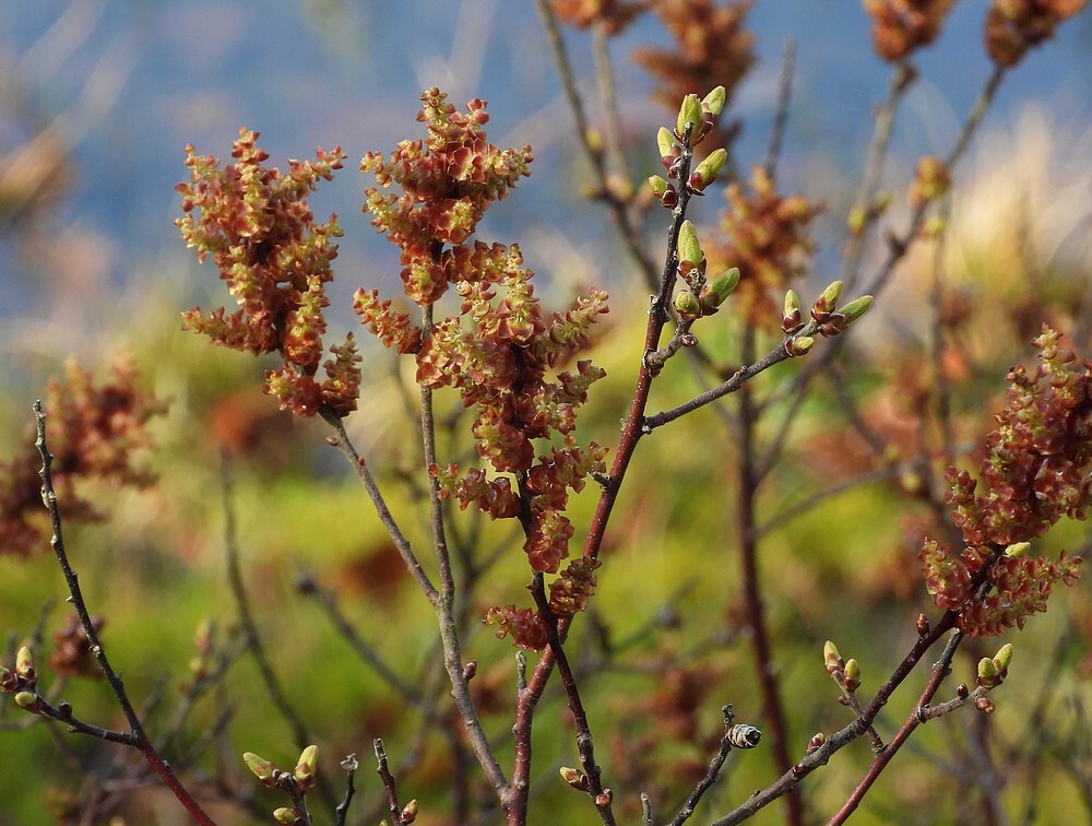 wolligegagelrotstuinbotanischetuinenutrecht01032024