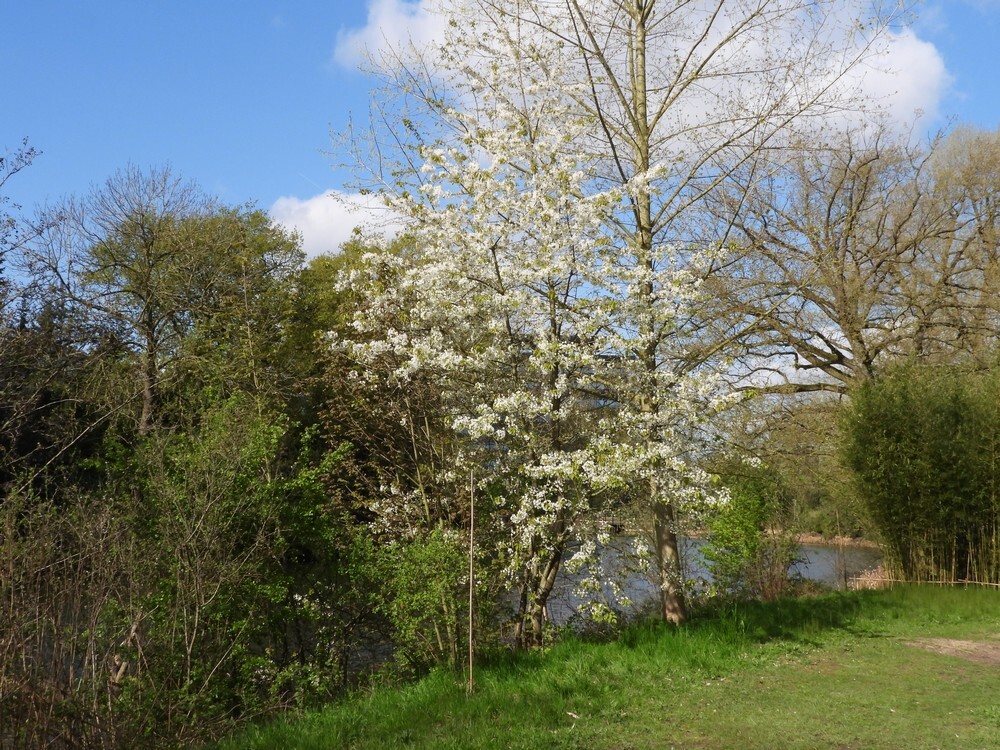 zoetekersbuitenfortbotanischetuinenutrecht10042024