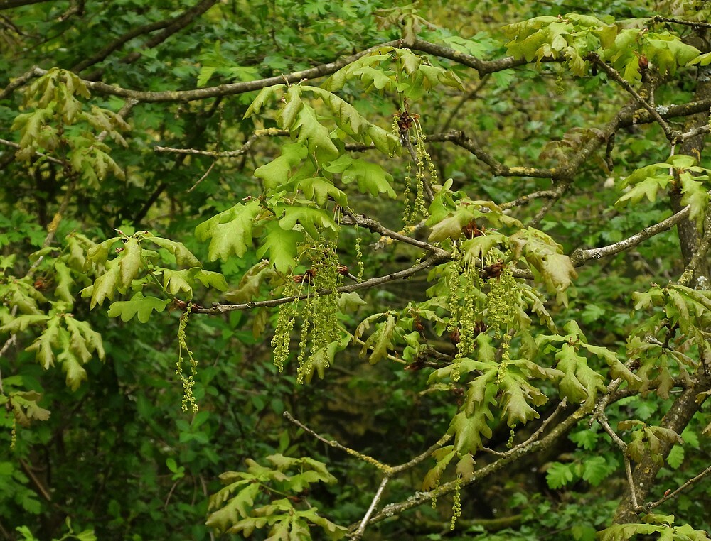 zomereikbuitenfortbotanischetuinenutrecht18042024