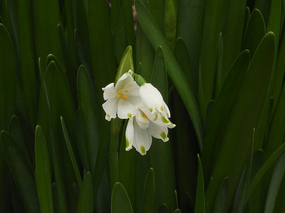 zomerklokjebotanischetuinenutrecht12022024