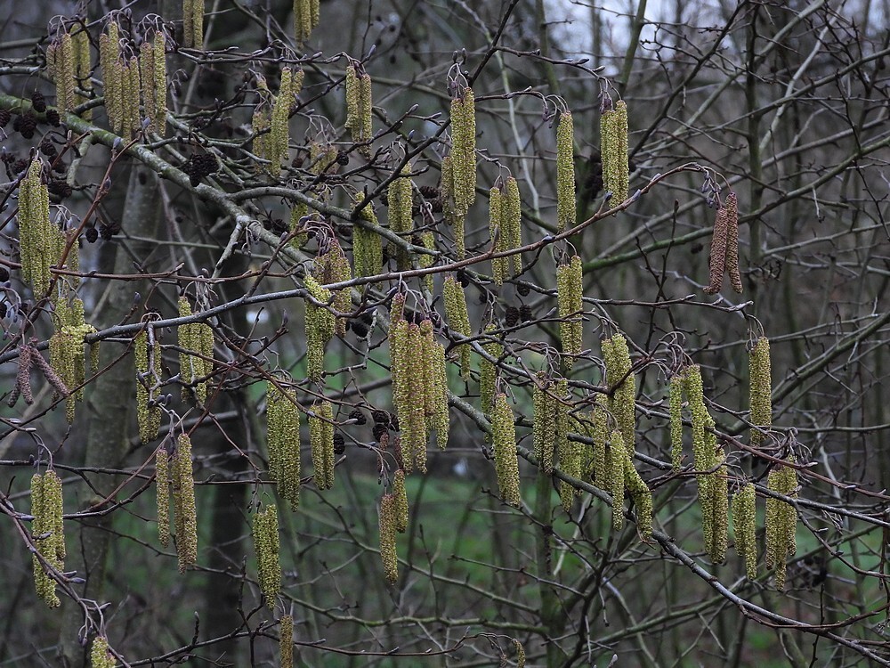 zwarteelsbotanischetuinenutrecht12022024