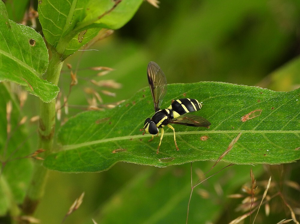 gewonecitroenzweefvliegbotanischetuinenutrecht24072024