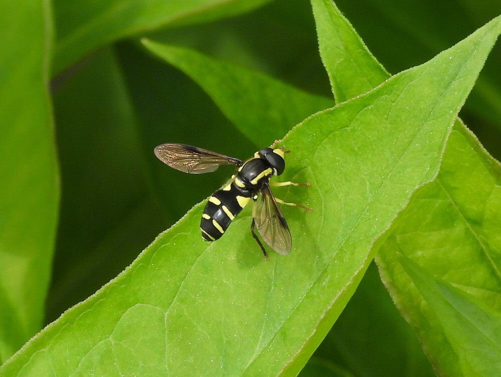 gewonecitroenzweefvliegmaninsectenweidebotanischetuinutrecht07052024