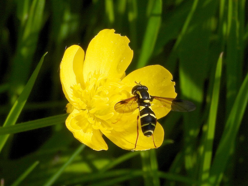 gewonecitroenzweefvliegvrouwopkruipendeboterbloembotanischetuinenutrecht13052024