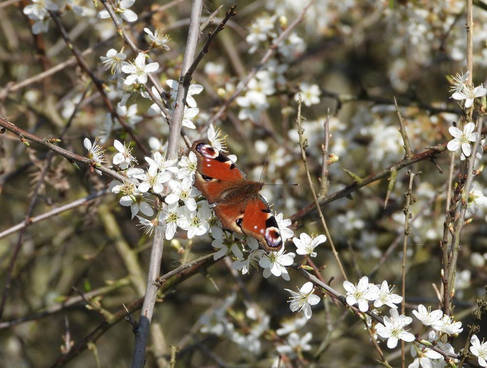 dagpauwoogopsleedoornzouweboezemgebied19032026
