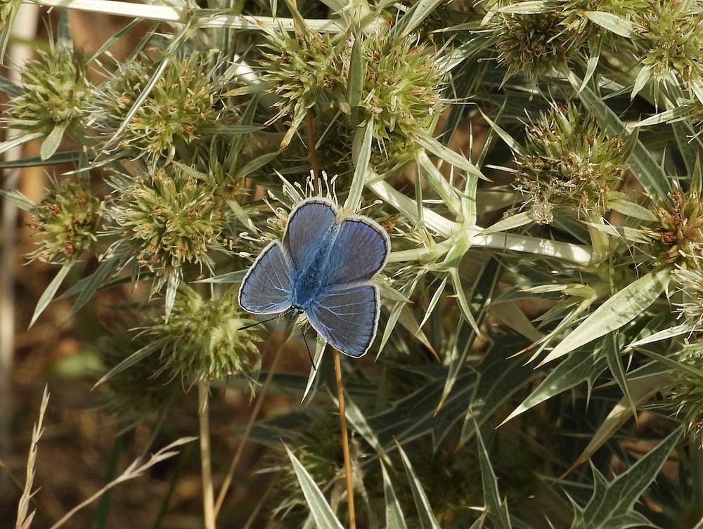 icarusblauwtjemanopkruisdistelzouweboezemgebied16082026