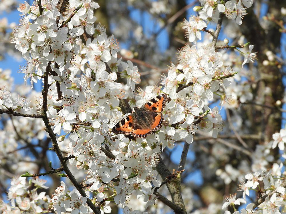 kleinevosopkerspruimzouweboezemgebied03032026