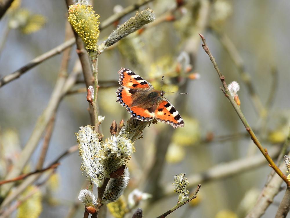 kleinevosopwilgenbloesemnatuurontwikkelingindustrieterreinmeerkerk14032026