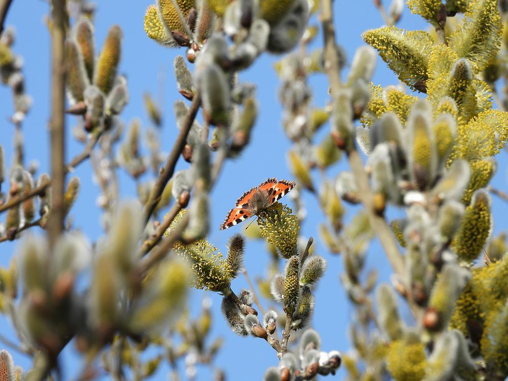 kleinevosopwilgzouweboezemgebied08032026