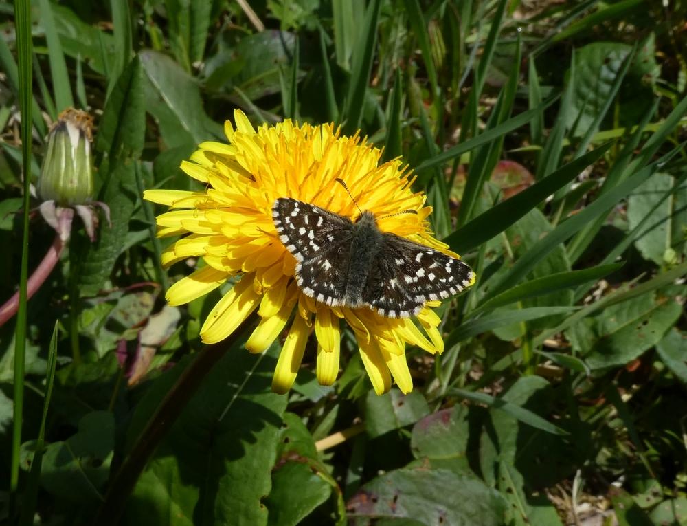 aardbeivlinderoppaardenbloem1000perlenbachtal25052019