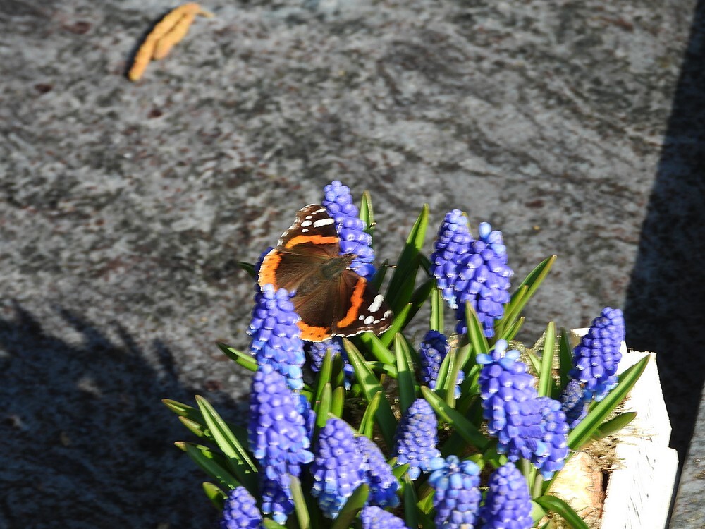 atalantaopblauwdruifjebegraafplaatsmeerkerk03032025