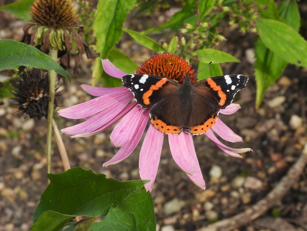 atalantaoprodezonnehoedevolutietuinbotanischetuinenutrecht08102024