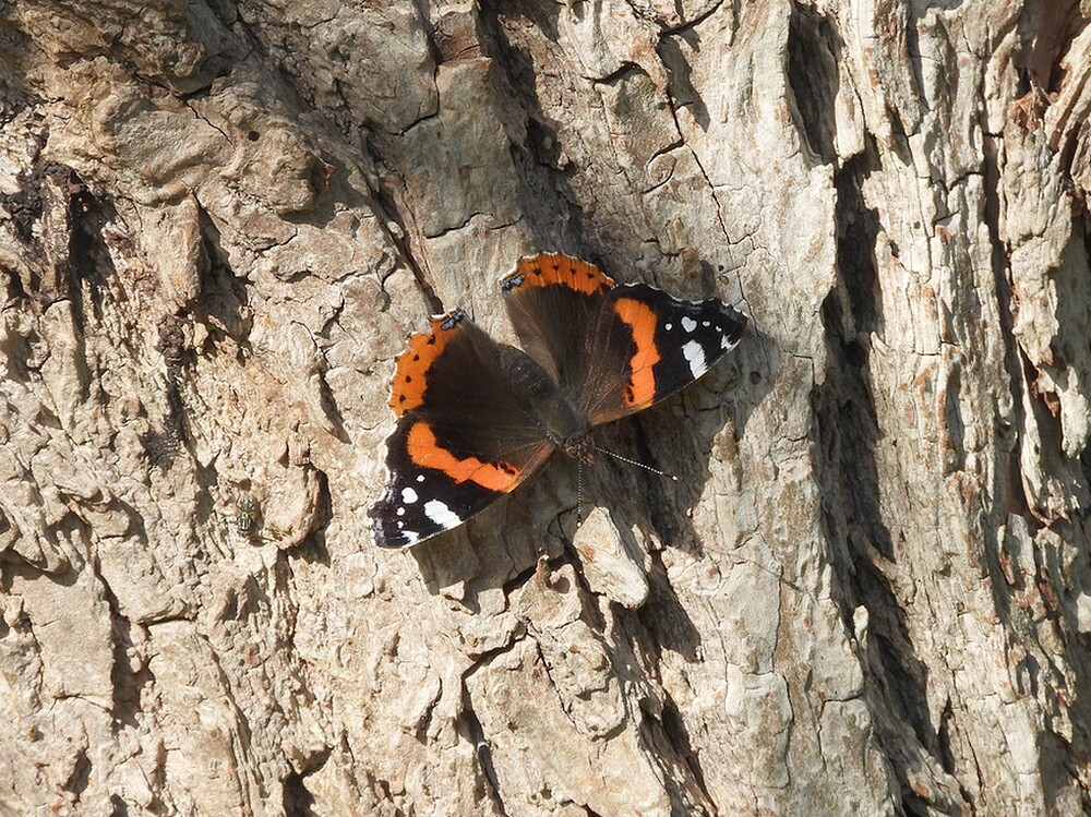 atalantazouweboezemgebied09102025