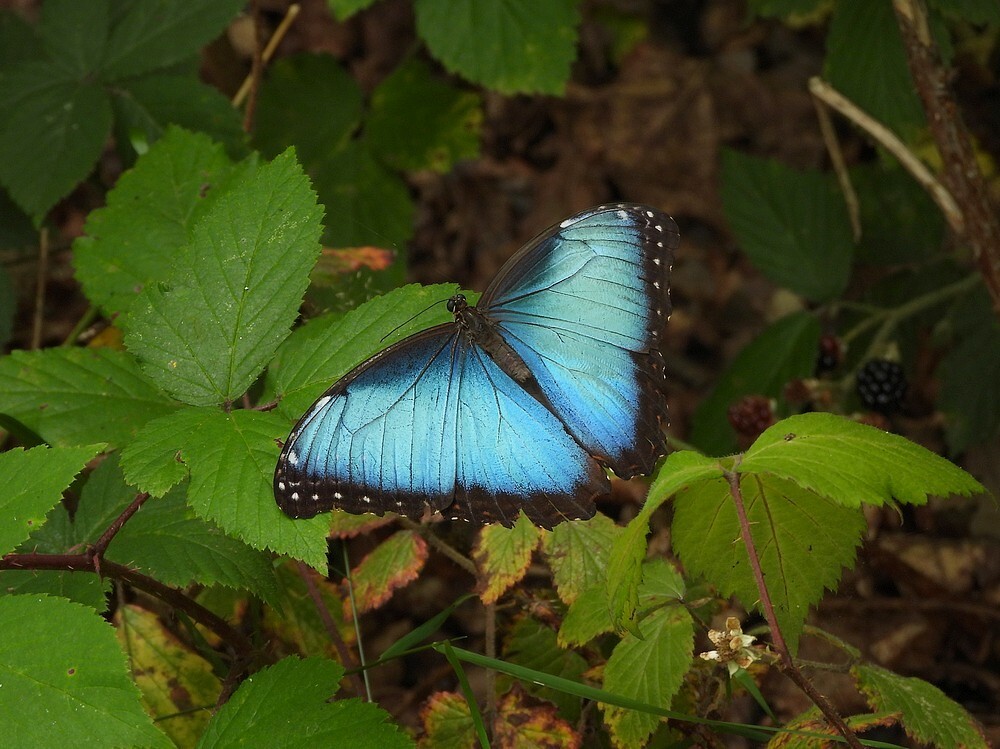 blauwemorphovlinderbuitenfortbotanischetuinenutrecht03082024 1a