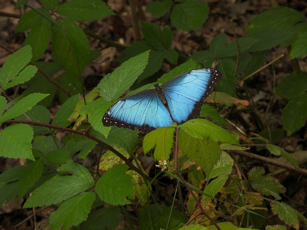blauwemorphovlinderbuitenfortbotanischetuinenutrecht03082024 2