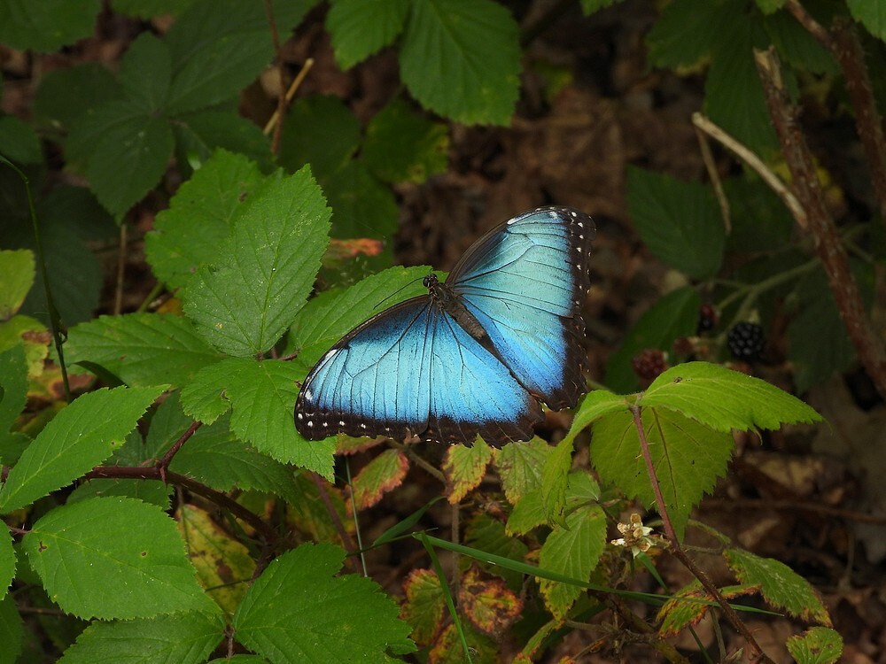 blauwemorphovlinderbuitenfortbotanischetuinenutrecht03082024 4