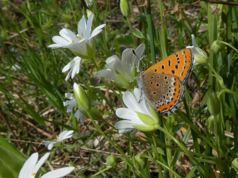 blauwevuurvlindervrouw1000perlenbachtal25052019 2