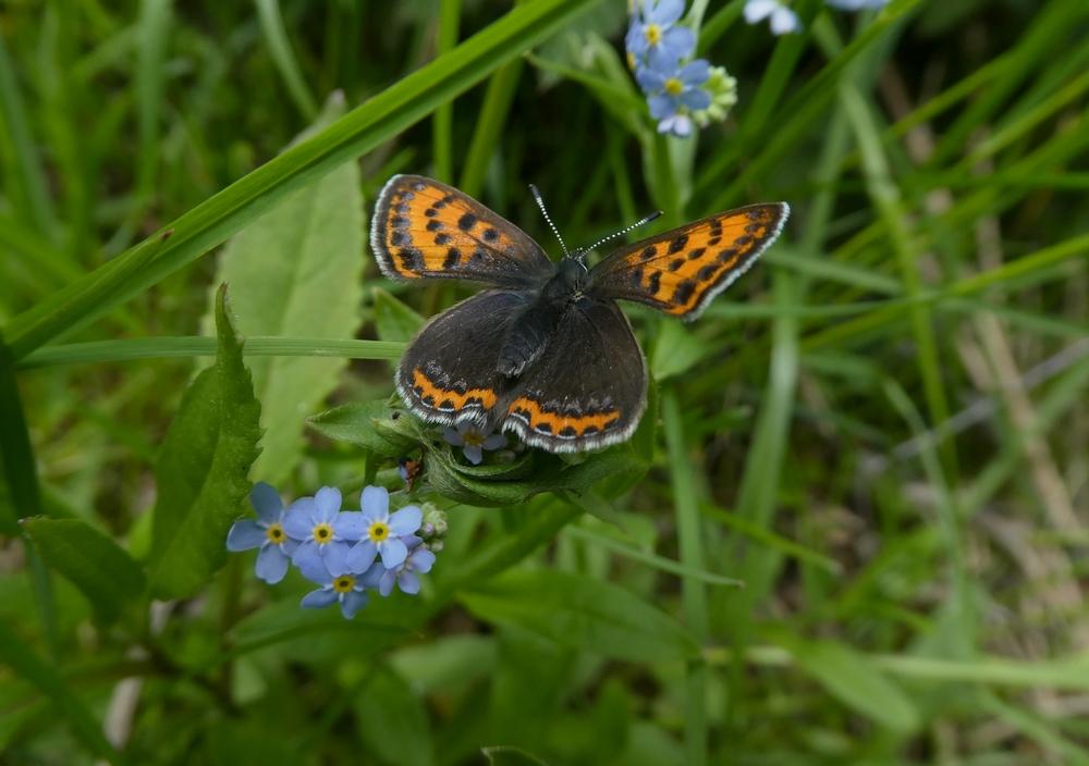 blauwevuurvlindervrouw1000perlenbachtal25052019 3
