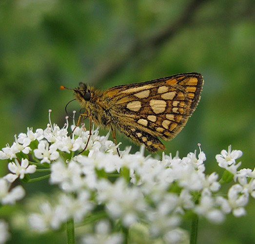 bont dikkopje op zevenblad natuurlijk brabant 28 mei 2009
