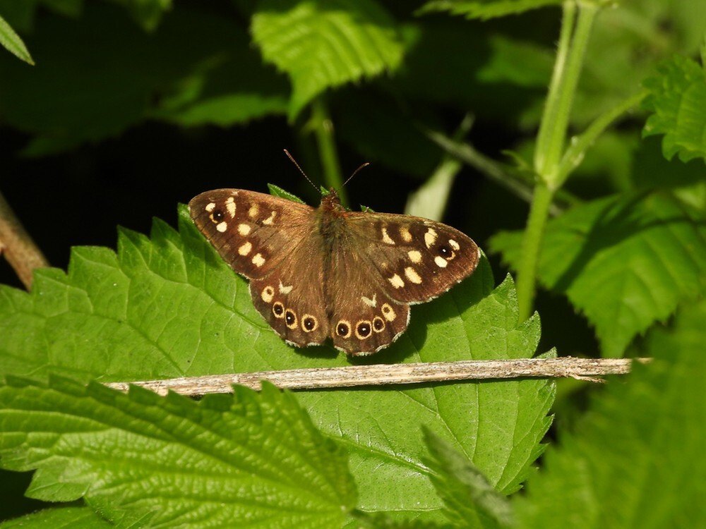 bontzandoogjebotanischetuinenutrecht11052024