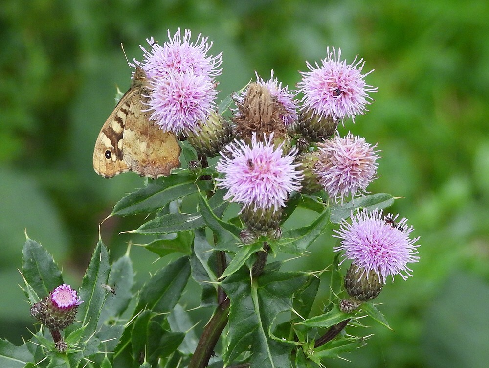 bontzandoogjeopakkerdistelzouweboezemgebied16102025 2