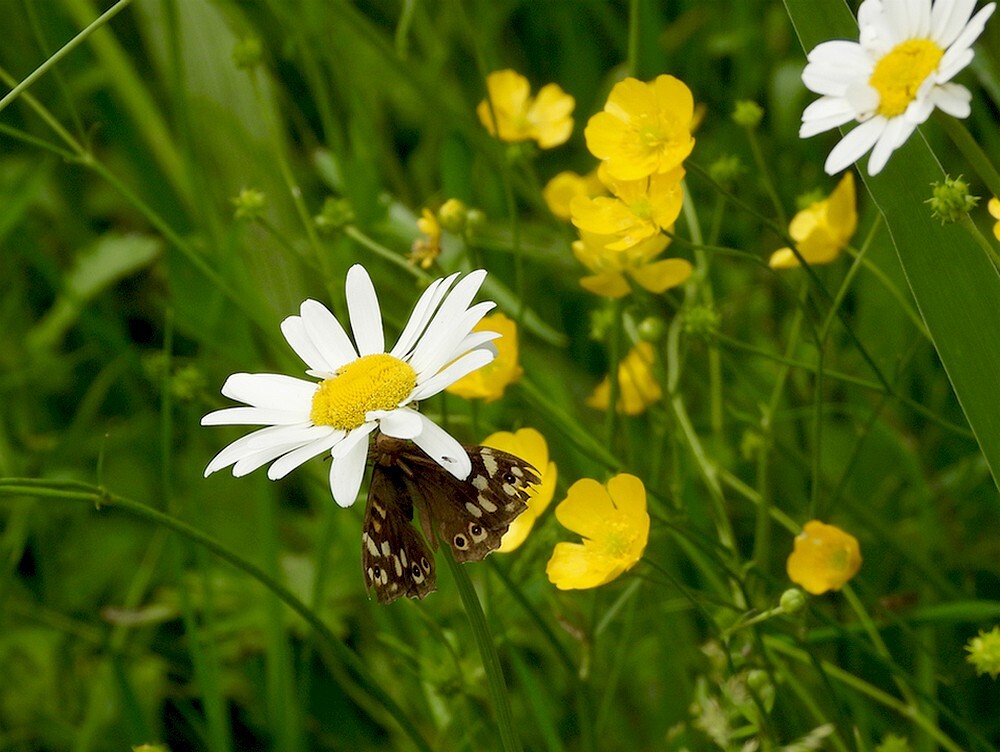bontzandoogjeschuilendvoorde regeninsectenweidenachtbotanischetuinenutrecht22052024