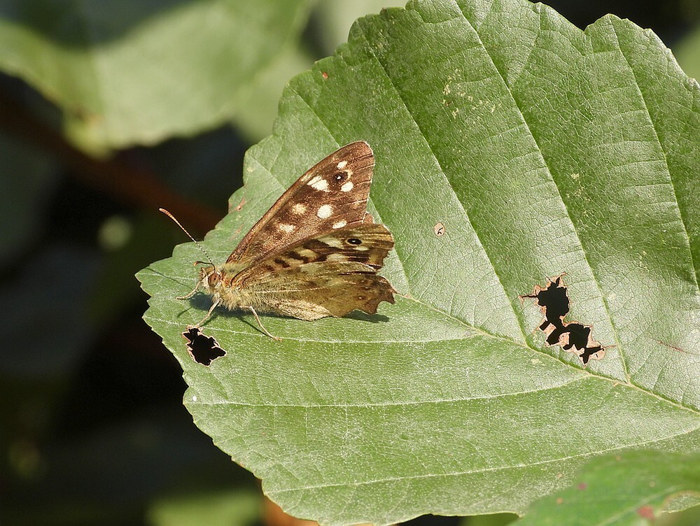 bontzandoogjezouweboezem01102025