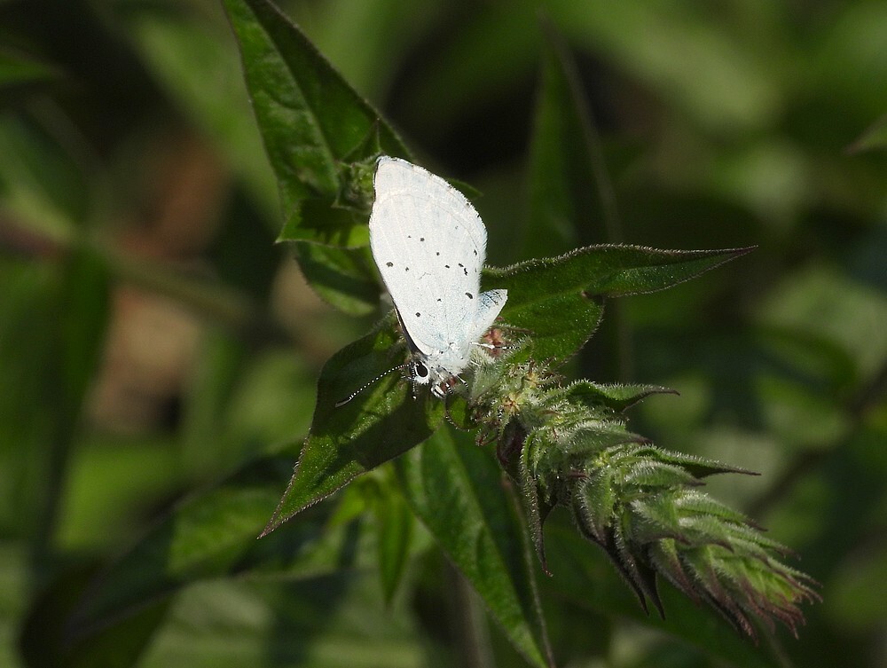 boomblauwtjeevolutietuinbotanischetuinenutrecht27062024
