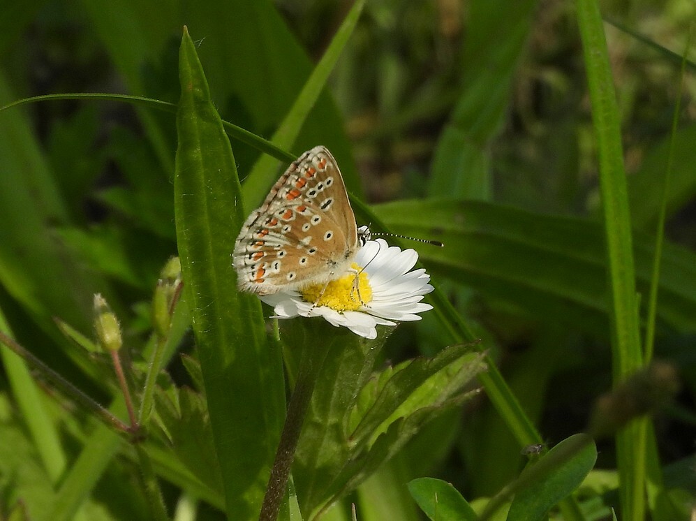 bruinblauwtjeiopmadeliefjensectenweidebotanischetuinenutrecht24072024 1
